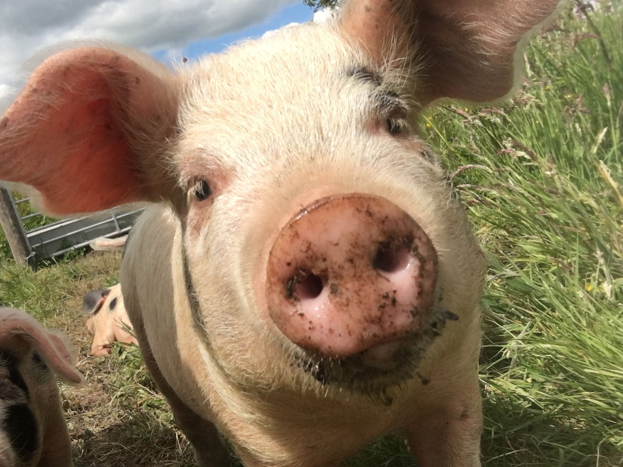 After getting the pigs for £30 each at 10 weeks old, the family made sure to socialise with them every day (Millie Diamond)