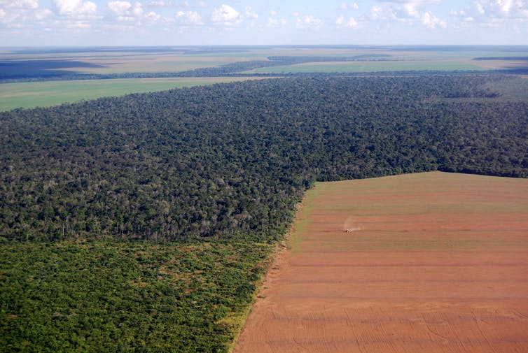 Could the meat you eat be contributing to deforestation?