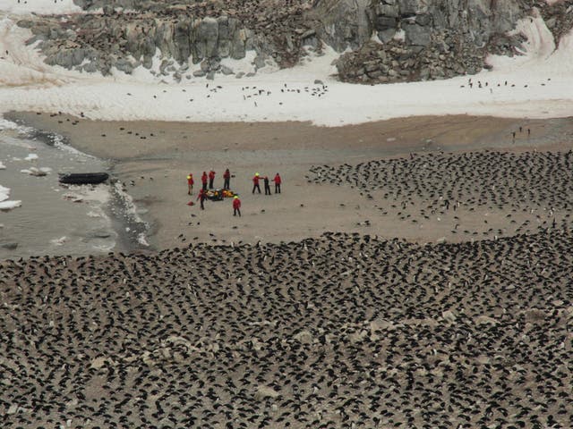 Scientists counting the new colony of penguins discovered on the Danger Islands