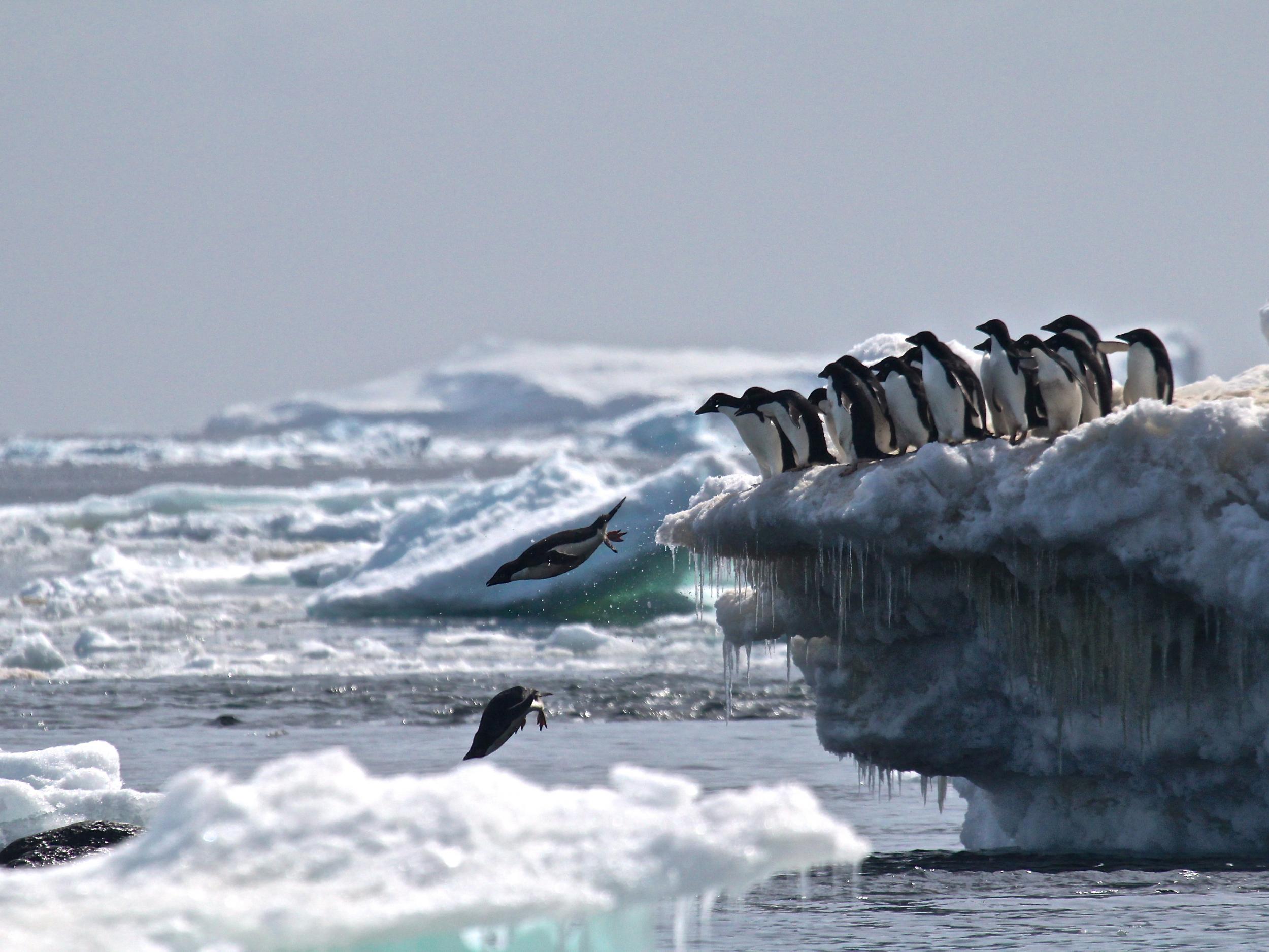 The deal would have protected wildlife such as these Adelie penguins, as well as whales and seals