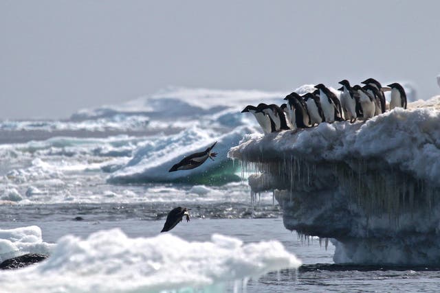 The deal would have protected wildlife such as these Adelie penguins, as well as whales and seals
