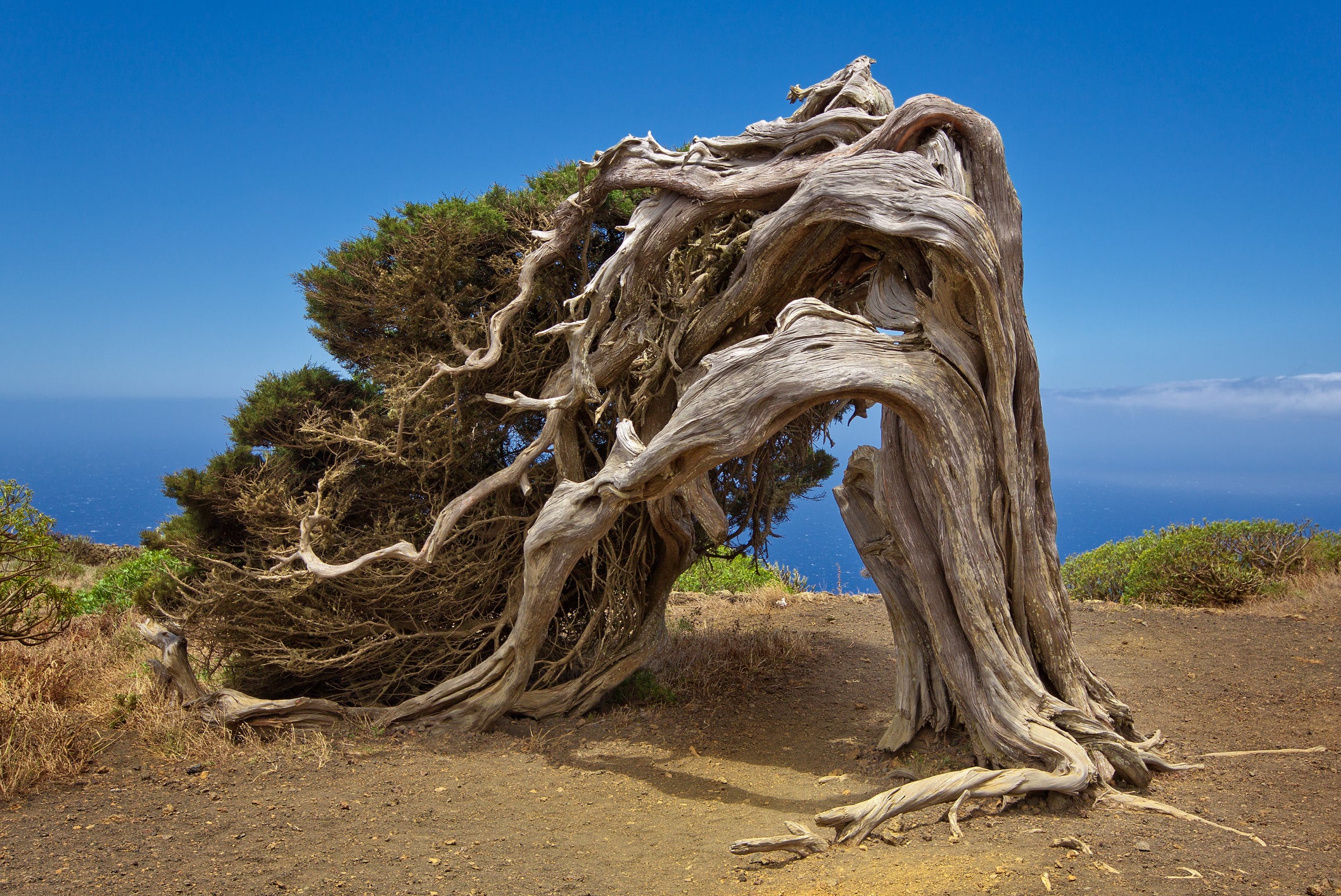 The unique sabina tree, native to El Hierro