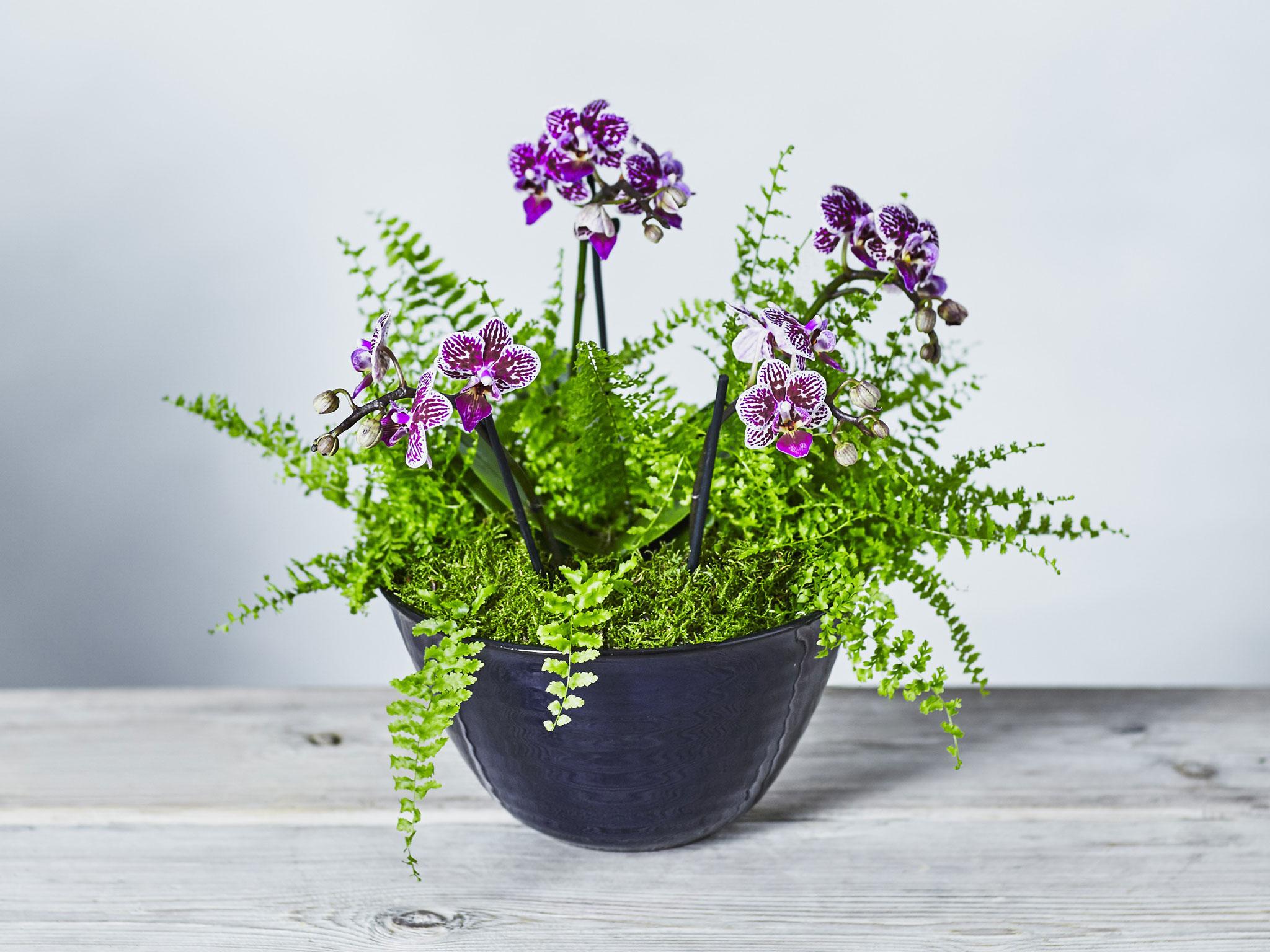 Waitrose Flowers Mothers Day Best Flower Site