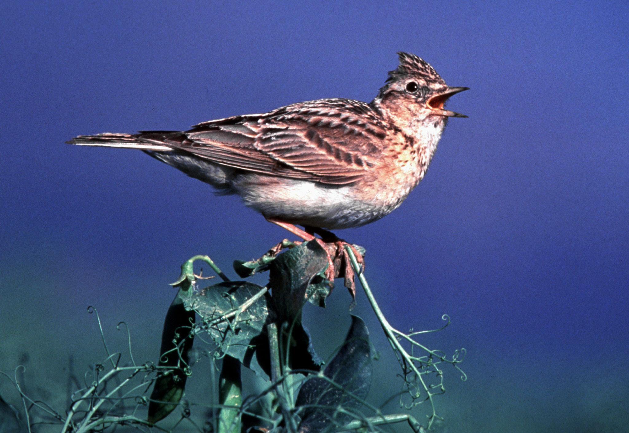 Skylarks are among the many species at risk from diminishing food and habitats, as well as pesticides thanks to changes in farming