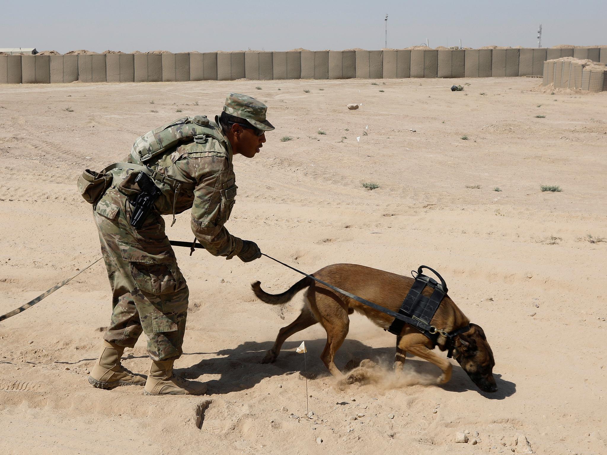 A US army dog undergoes training to detect explosive devices