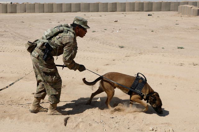 A US army dog undergoes training to detect explosive devices