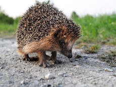 Hedgehogs now found in just one fifth of rural areas, study finds