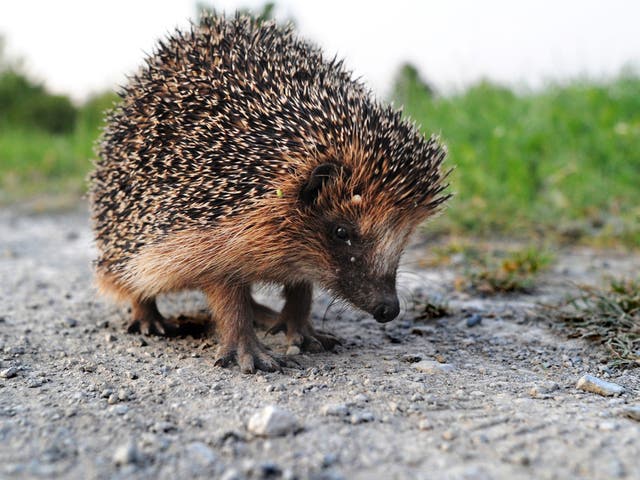 Hedgehogs in rural areas face worsening conditions in summer and winter due to climate change