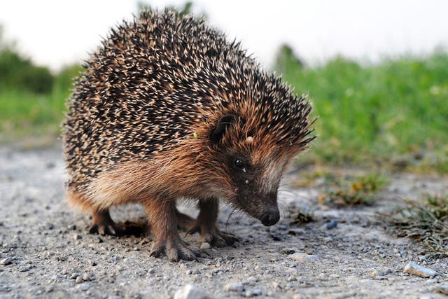 Hedgehogs in rural areas face worsening conditions in summer and winter due to climate change