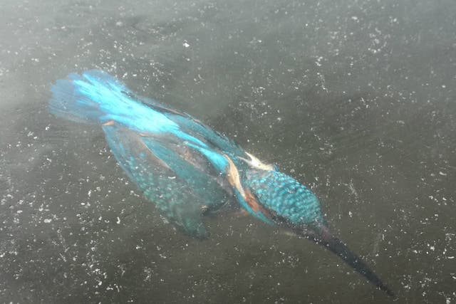 The frozen kingfisher