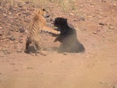 Video shows fight between tiger and bear trying to protect her cub