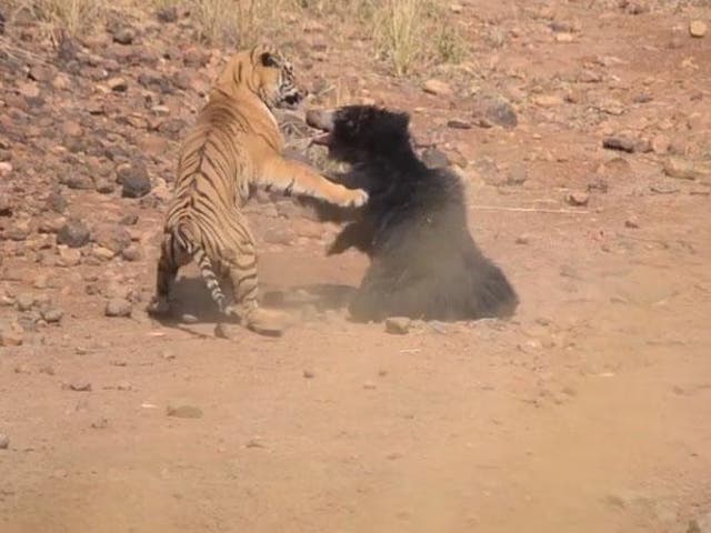 A sloth bear fought a male tiger to protect her cub who was looking for water