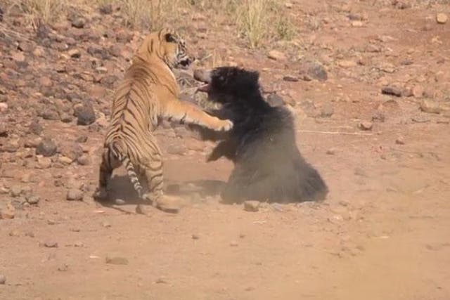 A sloth bear fought a male tiger to protect her cub who was looking for water
