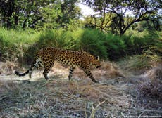 Leopards in Cambodia 'on brink of extinction due to poaching'