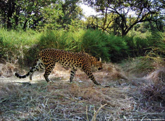 The study shows that the world's last breeding population of leopards in the South East Asian country is at "immediate risk"
