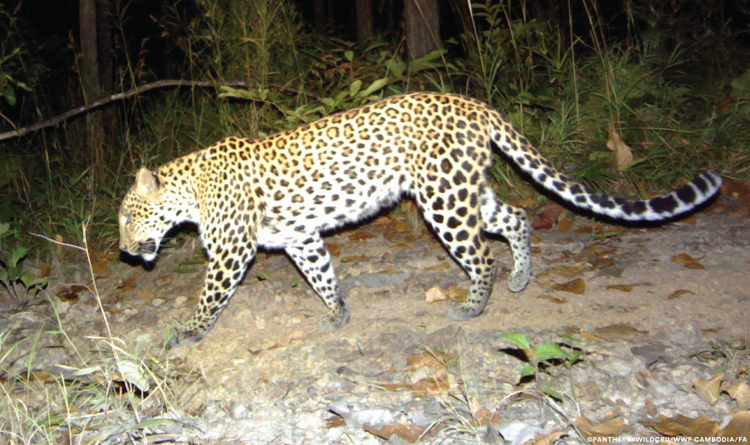 Scientists were also shocked to discover that the primary prey of leopards was banteng - a wild species of cattle weighing up to 800 kilos (1,760 pounds).
