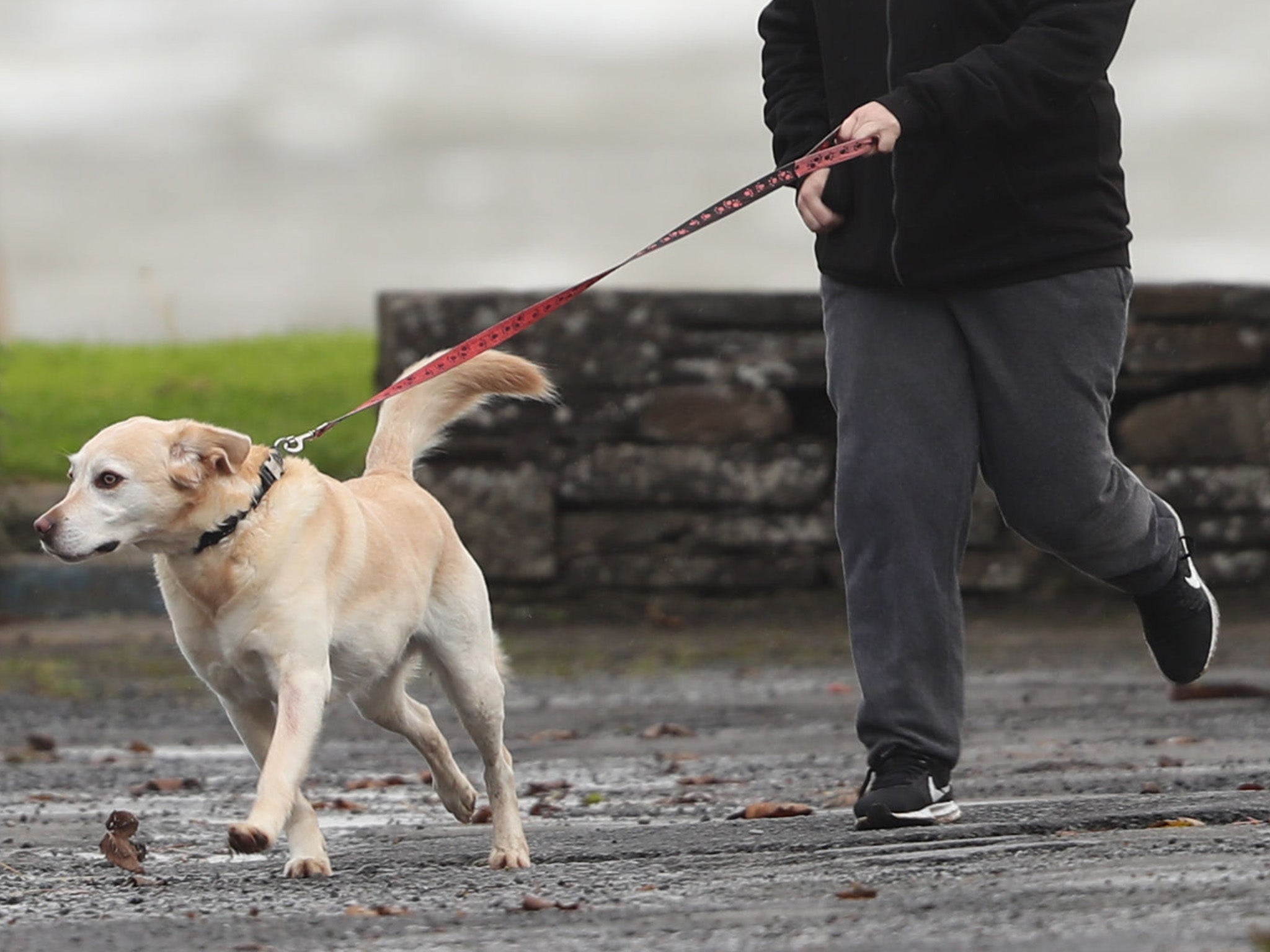 People with dogs are often perceived to be more approachable, happier and more empathetic (PA )
