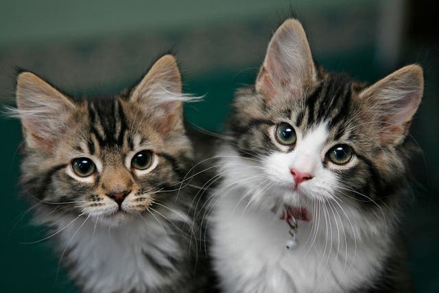 Pet kittens