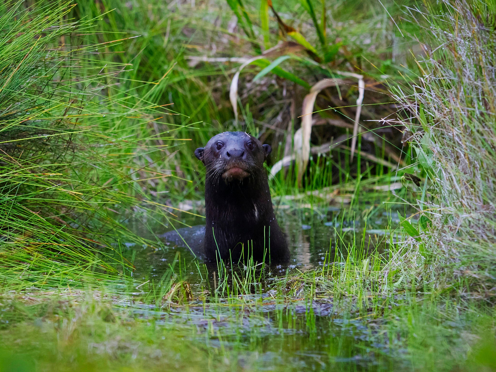 &#13;
The river is home to endangered giant otters, and a new team is hoping to study the population and determine any potential human-otter conflicts (Reuters)&#13;