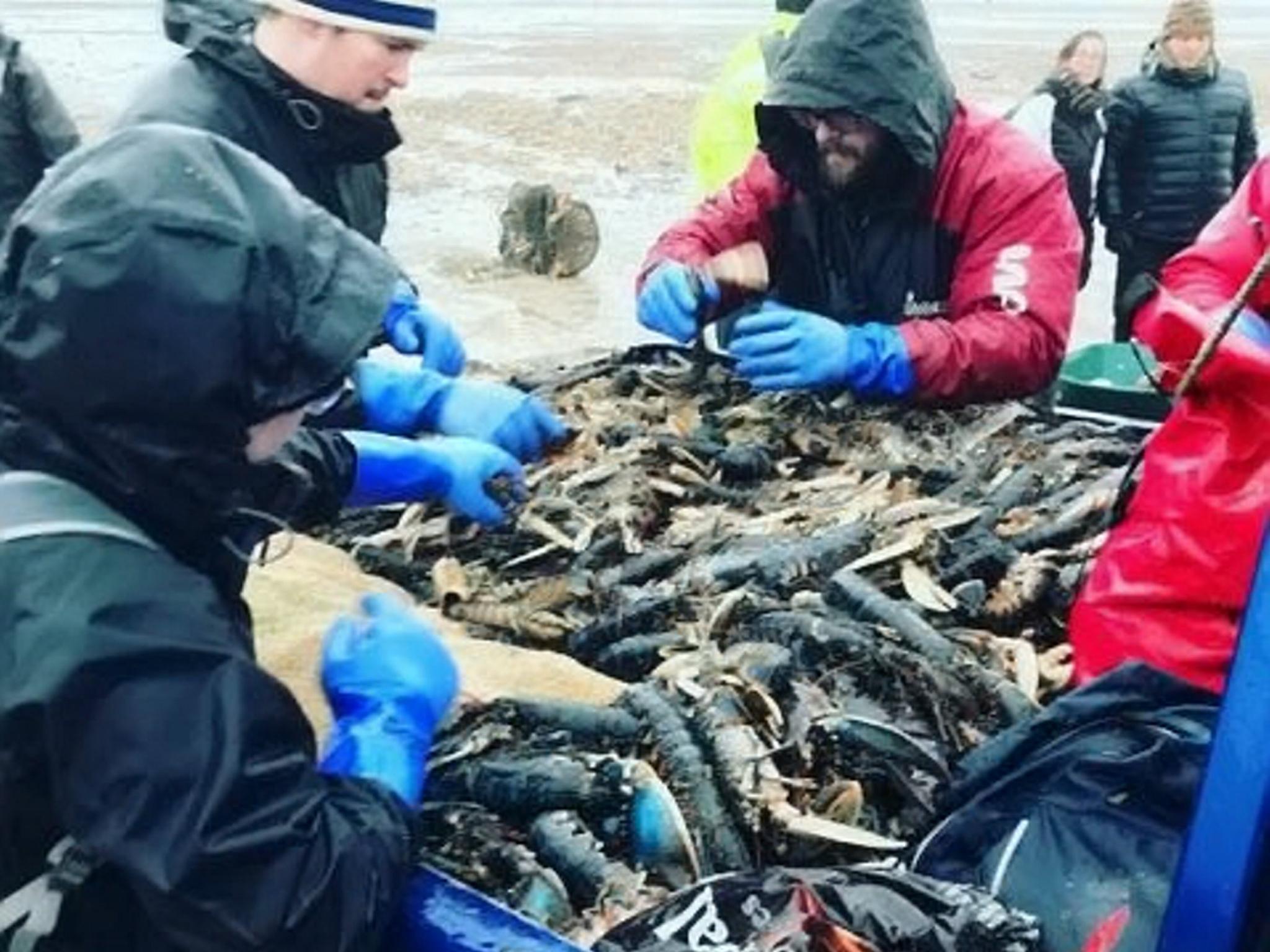Fishermen rescued some of the critters and released them back into the sea