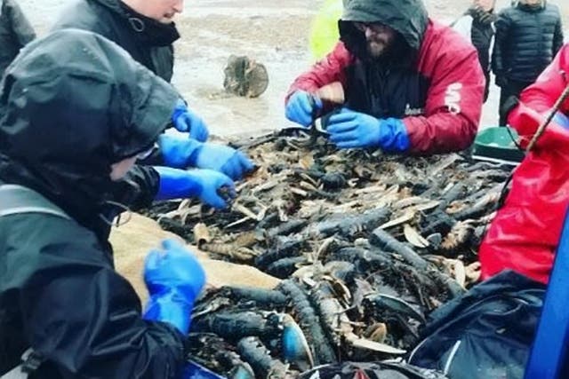 Fishermen rescued some of the critters and released them back into the sea
