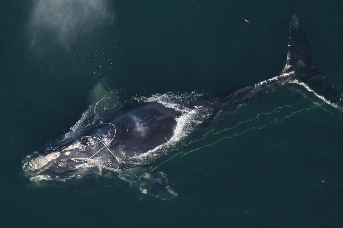 Science news in brief: north Atlantic whales go missing and the surprising family links of many Americans