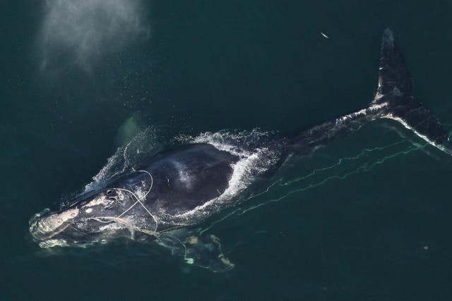 A North Atlantic right whale tangled in a fishing net off Daytona Beach in Florida. It is among the most endangered whales in the world.