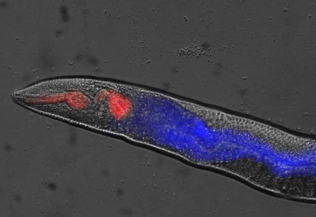 This is cellular necrosis in C. elegans.