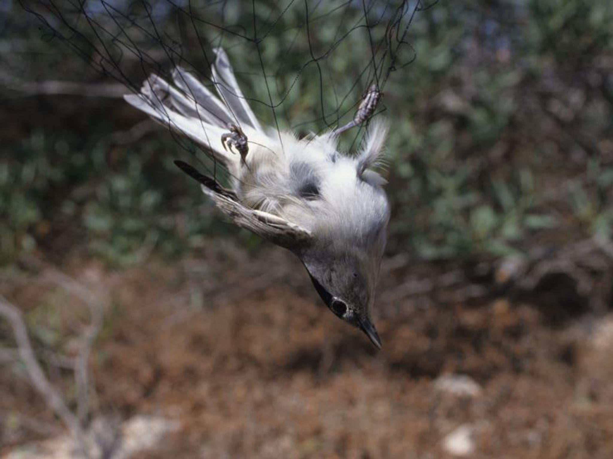 Blackcap in a mist net on a UK military base in Cyprus