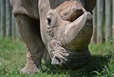 Sudan: Last male northern white rhino and conservation symbol