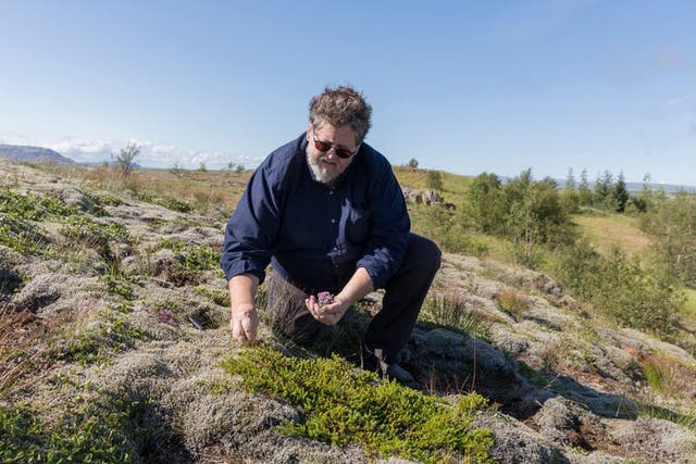 Jon Sigfusson, the chef at Fridheimar, a restaurant in Reykholt, picks herbs for cooking lamb
