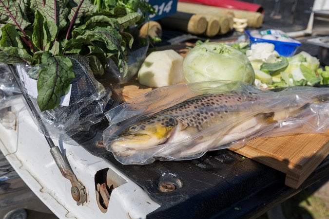 Trout from the nearby Tungufljot river, part of the al fresco feast