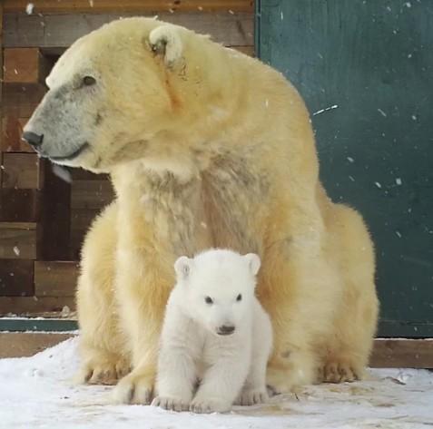 Victoria with the cub, which was born a week before Christmas