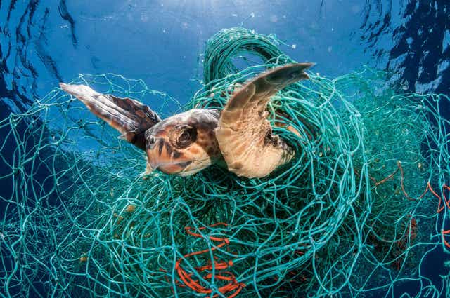 A loggerhead turtle trapped in an abandoned drift net in the Mediterranean Sea