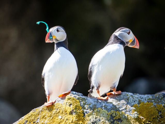Plastic waste ends up in the mouths of wildlife, including these puffins
