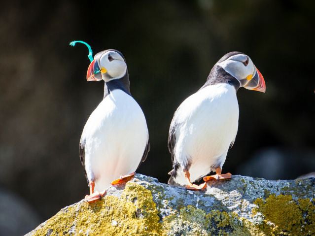 Puffins from the Shiant Isles, where the waters were found to contain microplastics