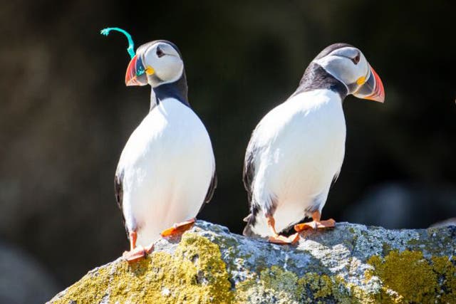 Plastic waste ends up in the mouths of wildlife, including these puffins