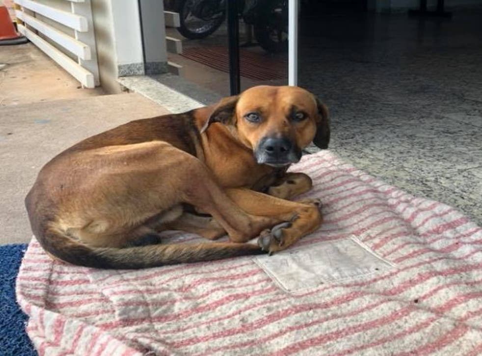 The dog has remained in front of the hospital for four months, according to reports