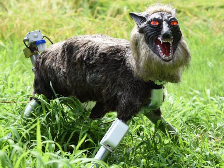 A wolf-like robot is being used to drive away wild animals that damage crops in Japan