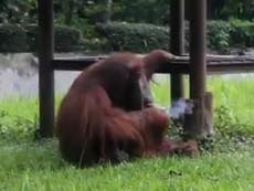 Orangutan filmed smoking cigarette at Indonesian zoo