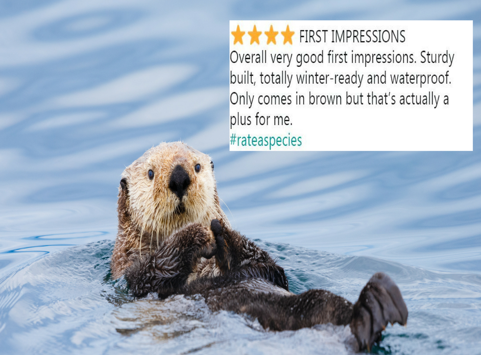 Zoos Are Leaving Amazon Style Reviews Of Animals And It S Amazing Indy100 Indy100 Zoos Are Leaving Amazon Style Reviews Of Animals And It S Amazing Indy100 Indy100