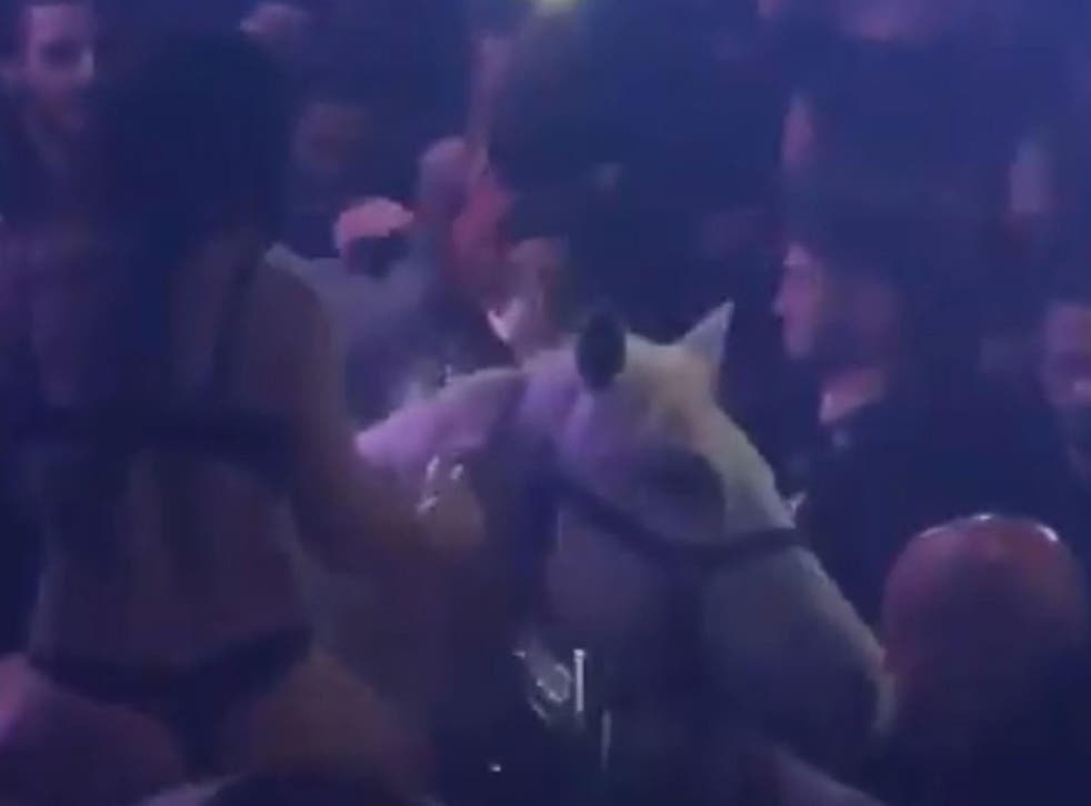 Miami Beach nightclub shut down after women rides horse onto crowded dance  floor | The Independent | The Independent