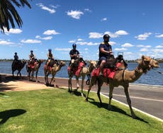 The new way to see Perth is by camel
