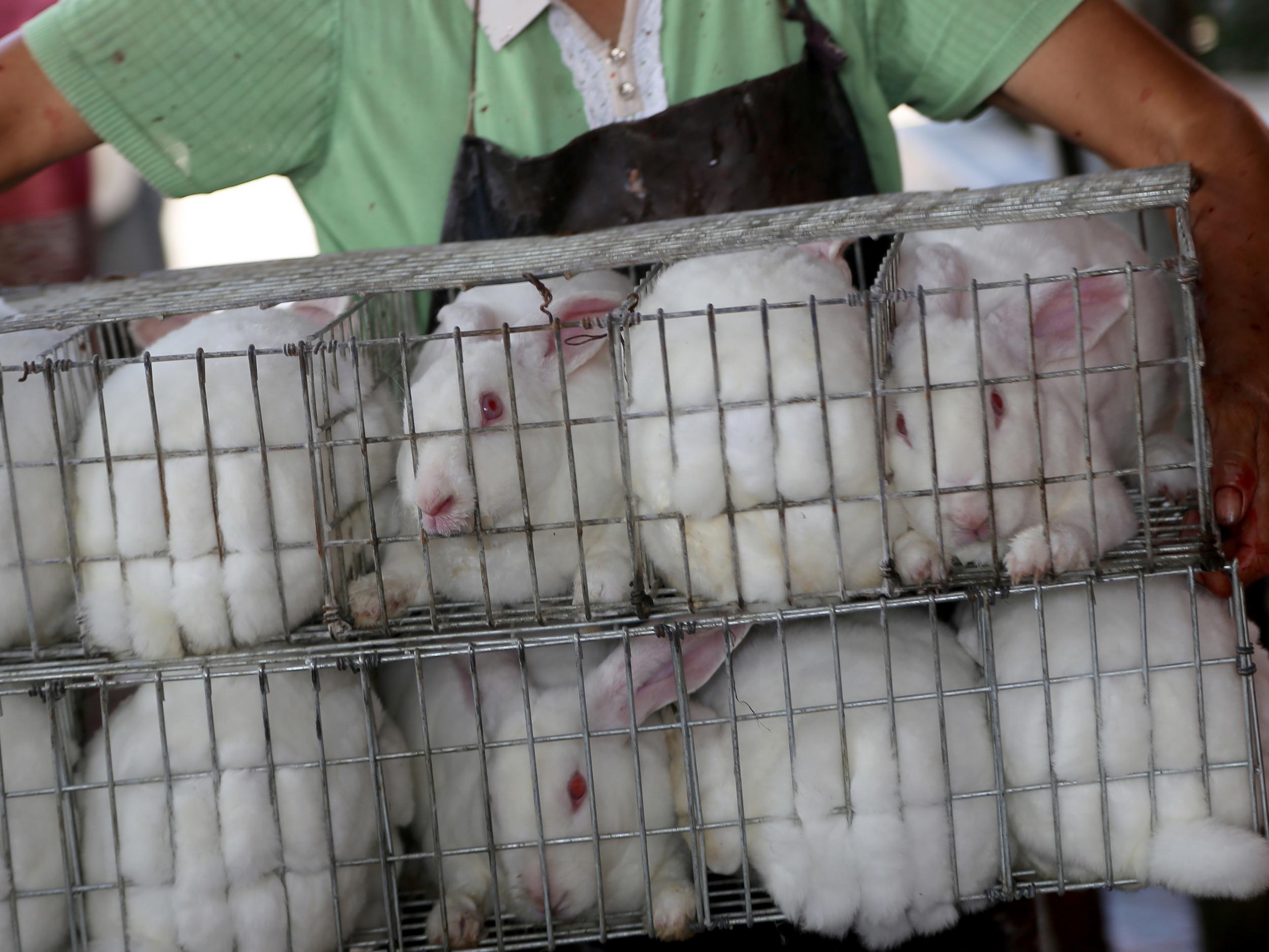 Rabbits at a fur farm in China