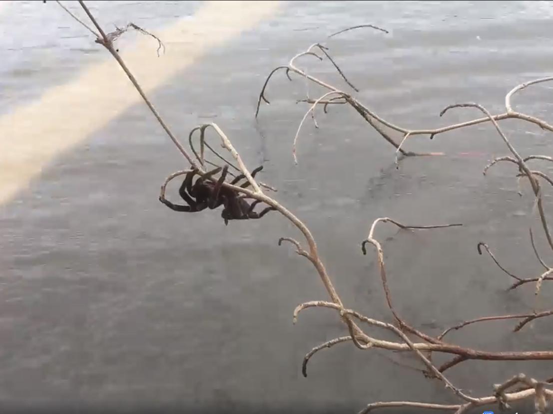 Video of a giant spider revealed by the rainwater has been seen 64,000 times on Facebook