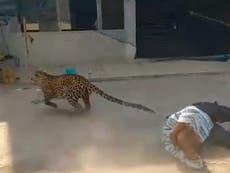 Dramatic video shows leopard jumping out of house in India