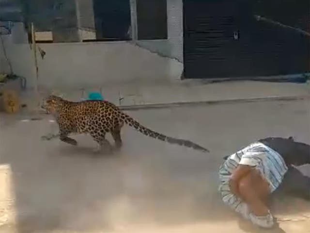 The leopard is seen in the video attacking one of the officials