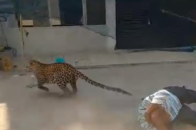 The leopard is seen in the video attacking one of the officials