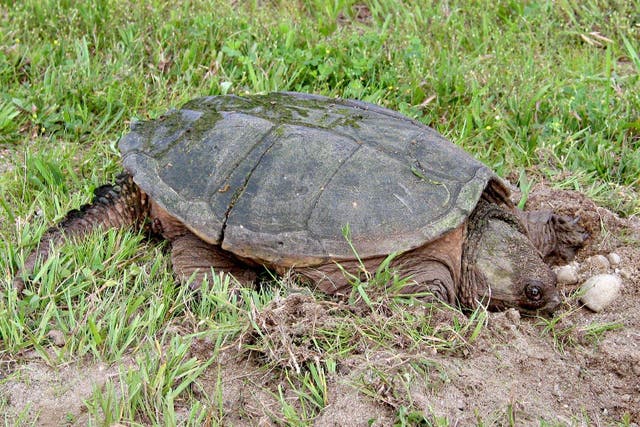 Female snapping turtle