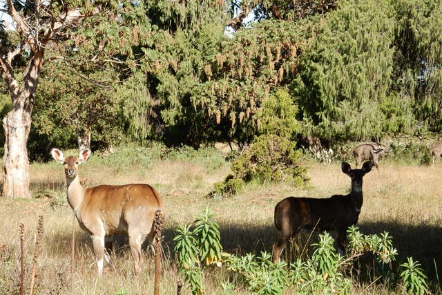 Bale Mountains National Park is full of wildlife